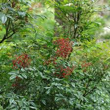 [8152] NANDINA DOMESTICA (Persistant, 200/250)