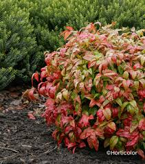 NANDINA DOMESTICA FIREPOWER