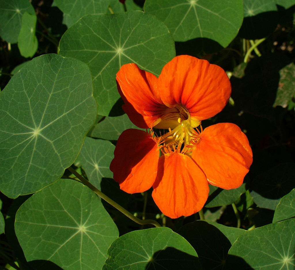 [12162] TROPAEOLUM MAJUS (Caduc, 0/20)