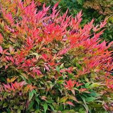 [8172] NANDINA DOMESTICA GULF STREAM (Persistant, 100/150)