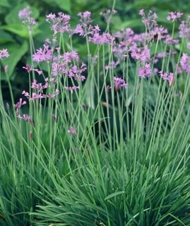 [12167] TULBAGHIA VIOLACEA