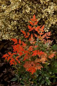 [8178] NANDINA DOMESTICA GULF STREAM RUBRA (Persistant, 100/150)