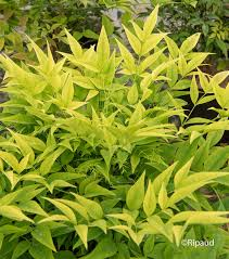 [8181] NANDINA DOMESTICA LEMON LIME (Persistant, 100/150)