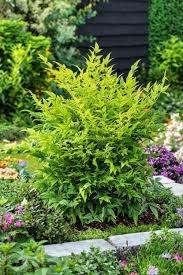 [8184] NANDINA DOMESTICA MAGICAL LEMON (Persistant, 100/150)