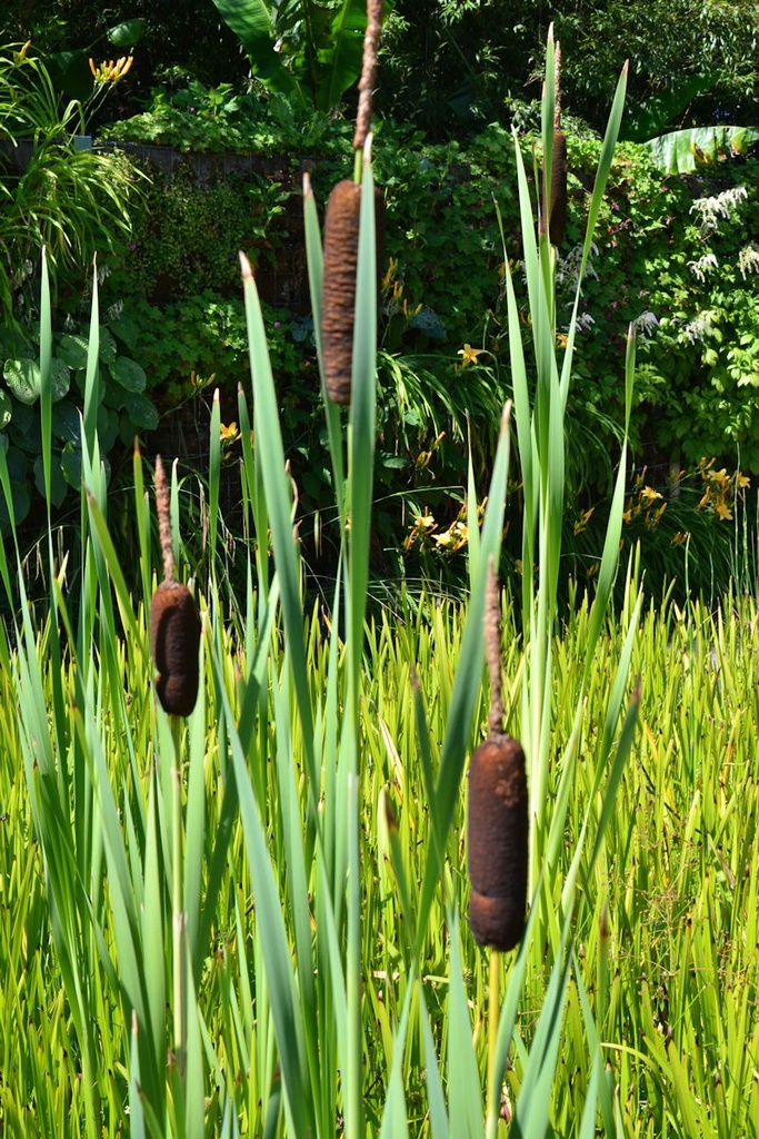 TYPHA LATIFOLIA