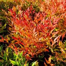 [8187] NANDINA DOMESTICA MOON BAY (Persistant, 100/150)