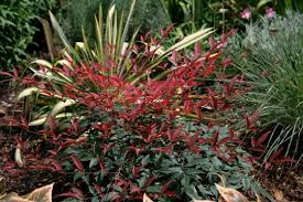NANDINA DOMESTICA MURASAKI FLIRT