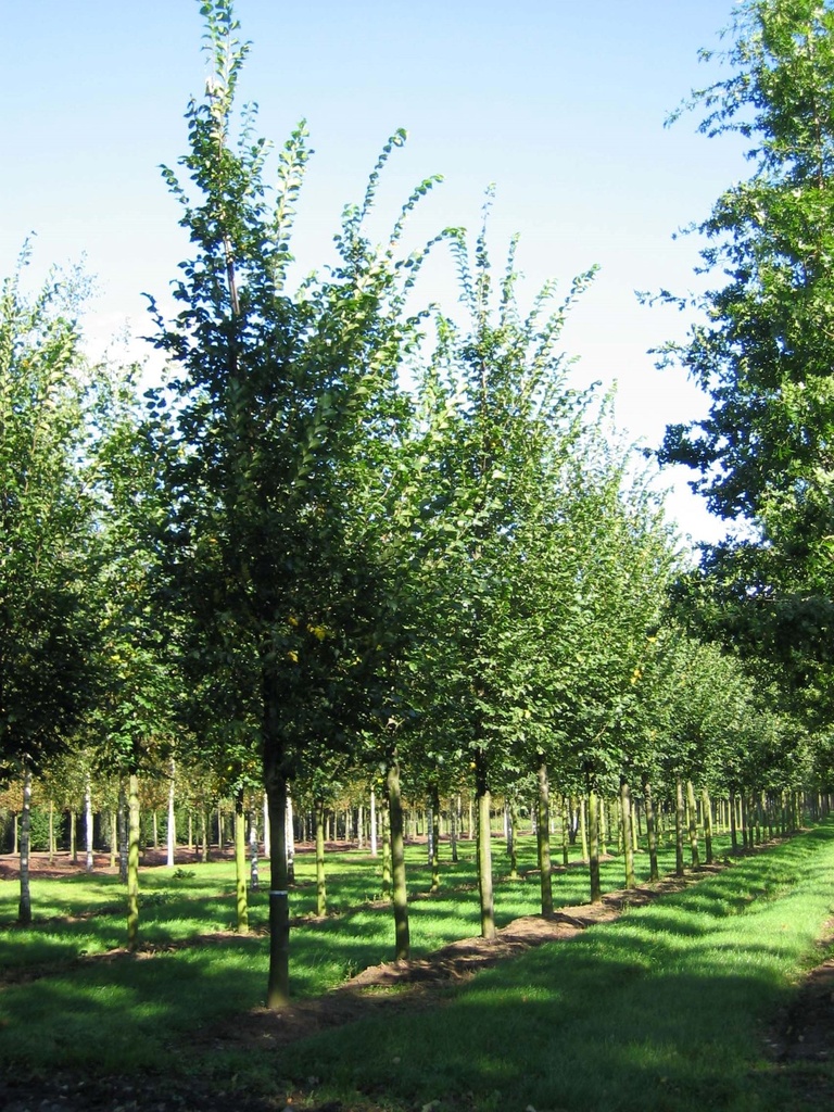 ULMUS GLABRA GLOBOSA - TIGE