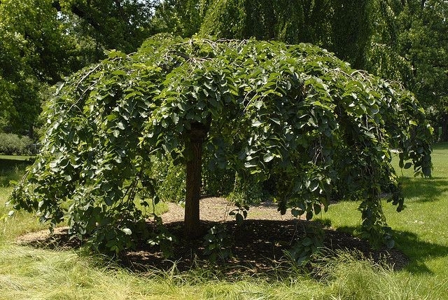 [12195] ULMUS GLABRA PENDULA - TIGE (Caduc, 5 à 10 m)