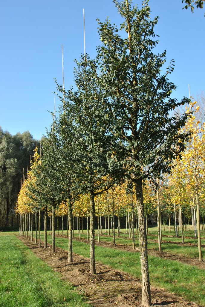 ULMUS MINOR