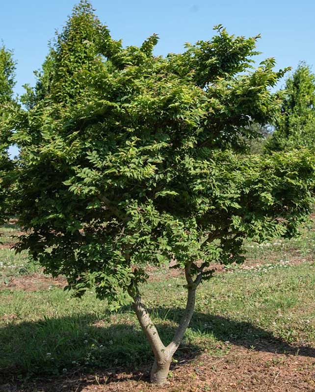 ULMUS MINOR JACQUELINE HILLER