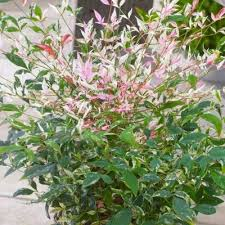 NANDINA DOMESTICA TWILIGHT