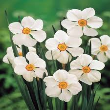 NARCISSUS ACTAEA POETICUS