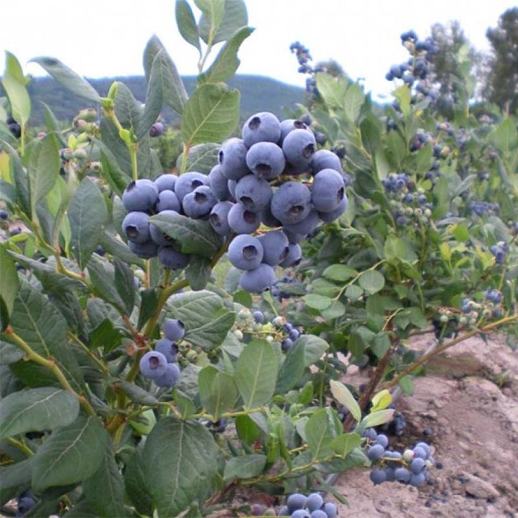 VACCINIUM CORYMBOSSUM (MYRTILLER)