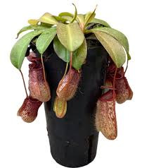 [8208] NEPENTHES SAM (Persistant, 100/150)