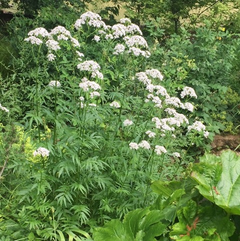 VALERIANA OFFICINALIS