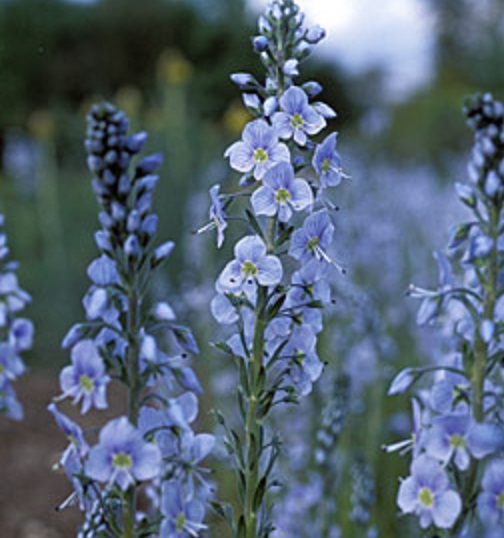 VERONICA GENTIANOIDES BLEUE