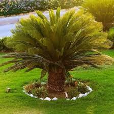 [4023] CYCAS REVOLUTA (Persistant, 150/200)