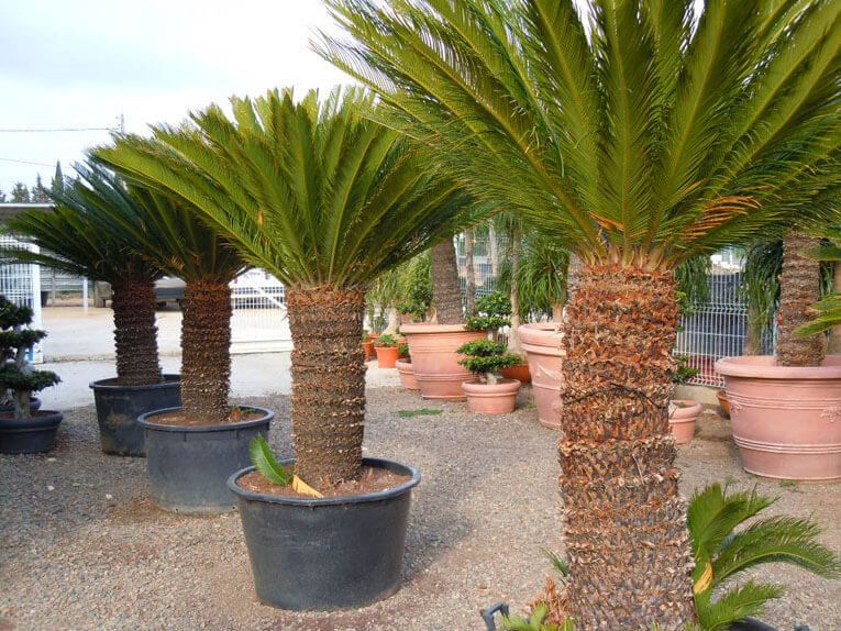 CYCAS REVOLUTA - CEPEE