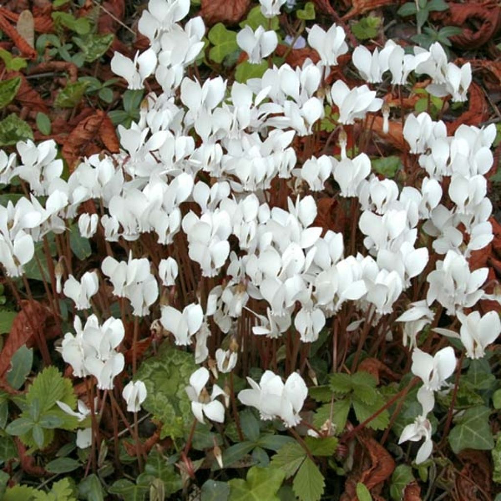 [4054] CYCLAMEN HEDERIFOLIUM BLANC (Caduc, 0/20)
