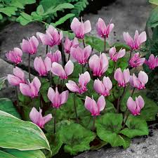 CYCLAMEN HEDERIFOLIUM ROSE
