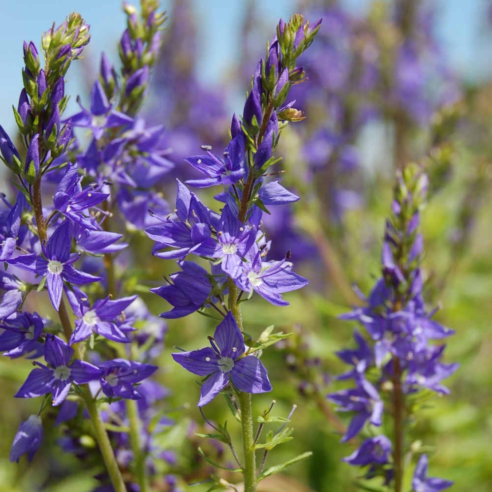 [12247] VERONICA TEUCRIUM BLEU GDT (Caduc, 50/100)