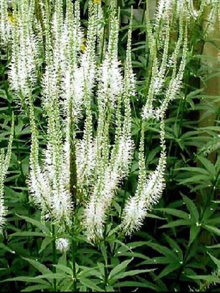 VERONICASTRUM VIRGINICUM ALBUM