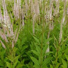 [12251] VERONICASTRUM VIRGINICUM ROSÉUM (Caduc, 100/150)