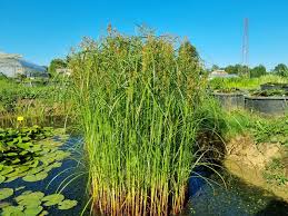 [4068] CYPERUS LONGUS (Caduc, 50/100)