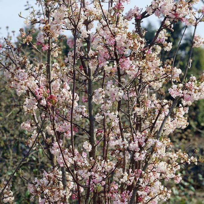 [12258] VIBURNUM BODNANTENSE CHARLES LAMONT (Caduc, 3 à 5 m)