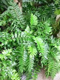 CYRTOMIUM FALCATUM