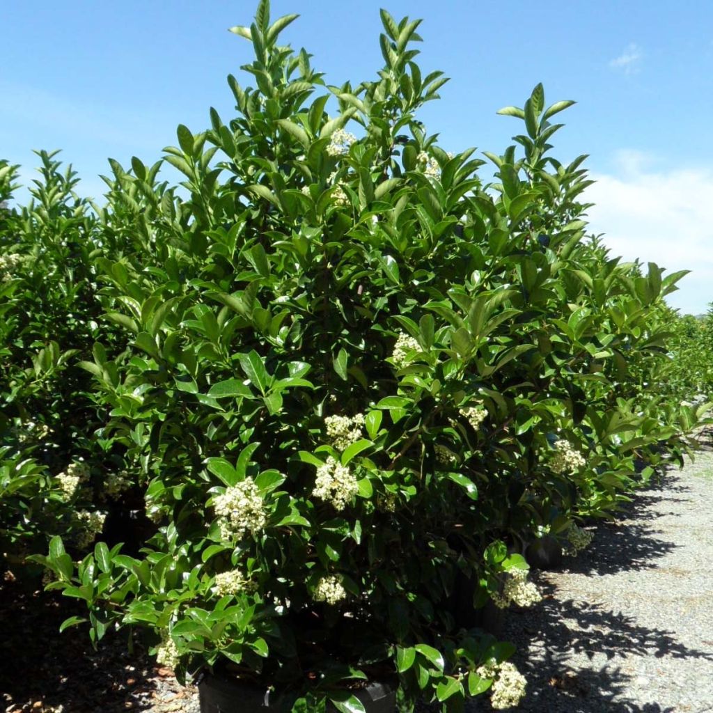 VIBURNUM LUCIDUM - PARACHUTE