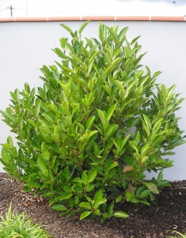 VIBURNUM ODORATISSIMUM