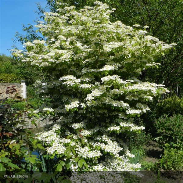 VIBURNUM PLICATUM LANARTH