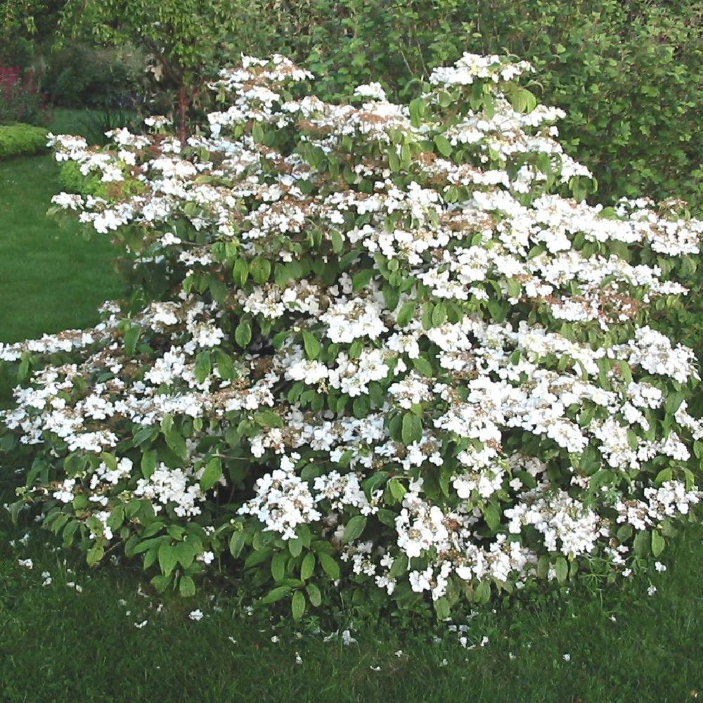 [12349] VIBURNUM PLICATUM MARIESII (Caduc, 3 à 5 m)