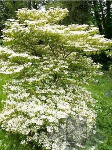 VIBURNUM PLICATUM WATANABE