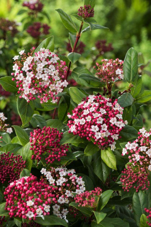 VIBURNUM TINUS