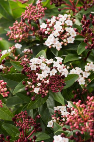 [12372] VIBURNUM TINUS EVE PRICE - PARACHUTE (Persistant, 3 à 5 m)