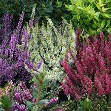 [2245] CALLUNA VULGARIS CUPREA (Persistant, 20/50)