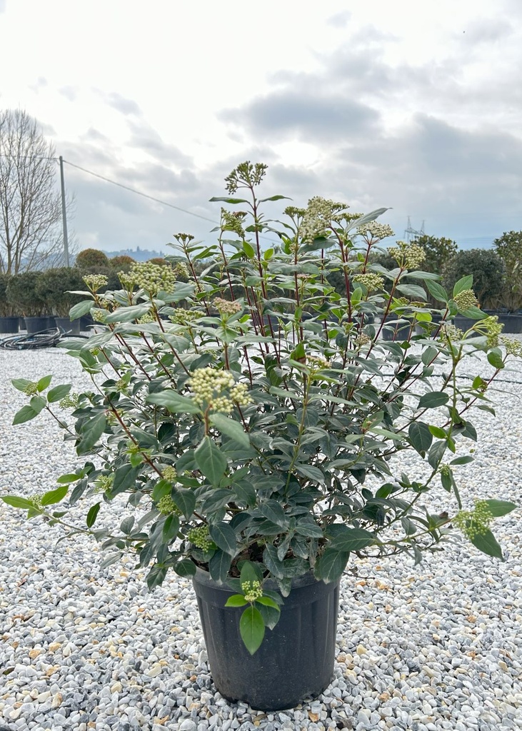 VIBURNUM TINUS GRANDIFLORUM