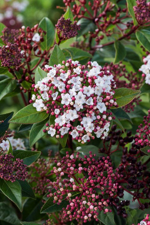 [12398] VIBURNUM TINUS SPIRIT (Persistant, 200/250)