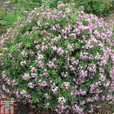 [4147] DAPHNE TRANSATLANTICA PINK FRAGRANCE (Persistant, 100/150)