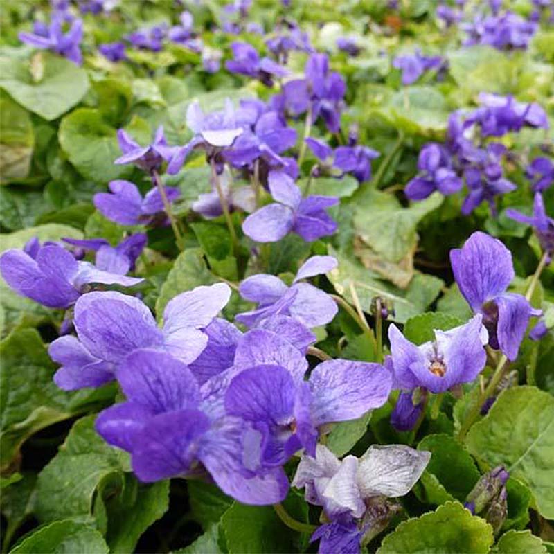 [12413] VIOLA ODO.REINE CHARLOTTE BLEU VIOLET (Caduc, 0/20)
