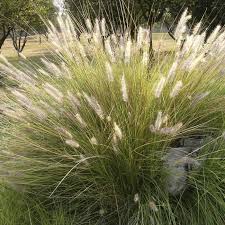 [4215] DESCHAMPSIA CAEP.GOLDSCHLEIER (Caduc, 50/100)