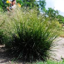 [4218] DESCHAMPSIA CAESPITOSA (Caduc, 50/100)