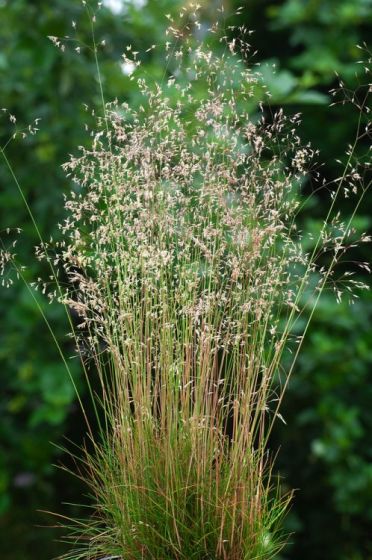 [4222] DESCHAMPSIA FLEXUOSA (Caduc, 50/100)