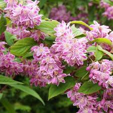 [4236] DEUTZIA TOURBILLON ROUGE (Caduc, 100/150)