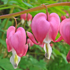 [4259] DICENTRA SPECTABILIS ROSEA (Caduc, 50/100)
