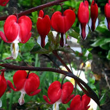 DICENTRA SPECTABILIS ROUGE