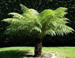 DICKSONIA ANTARCTICA